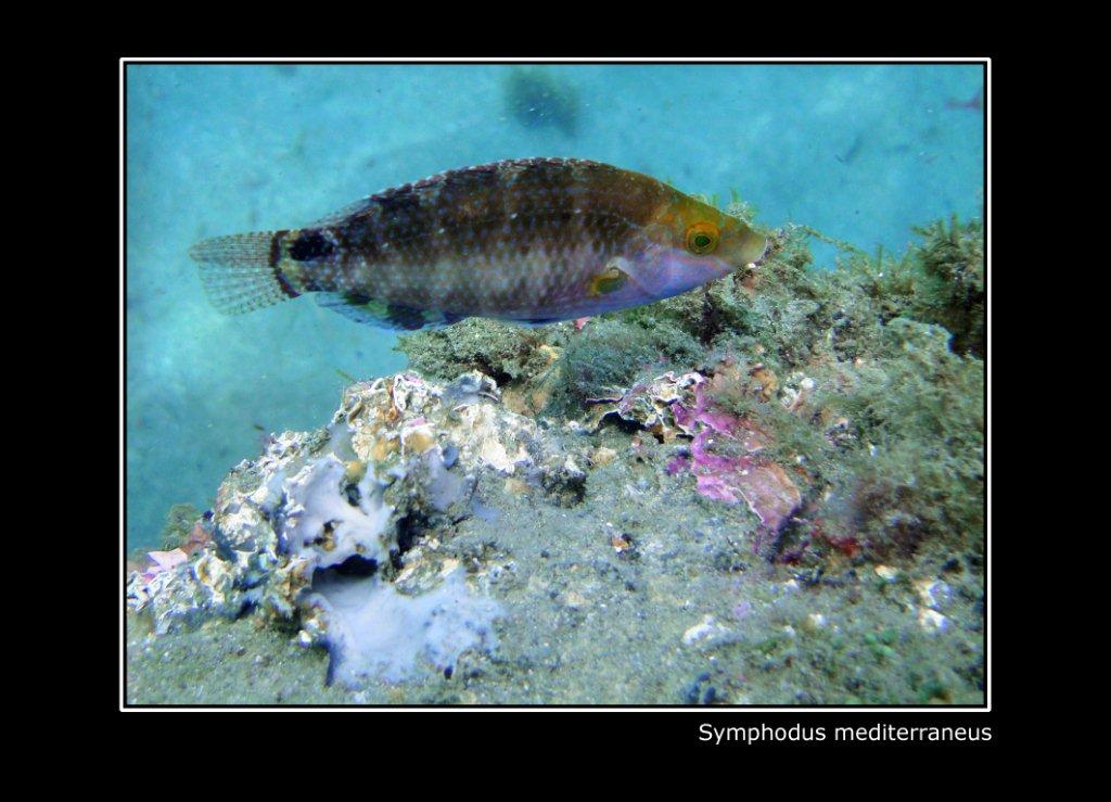 Labridae sfuggente... (Symphodus mediterraneus)